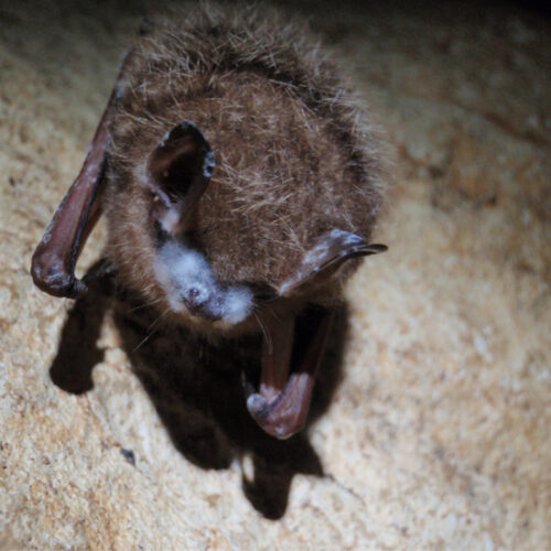 U.S. Fish and Wildlife Service Awards $1.8 Million to Research Deadly Bat Disease
